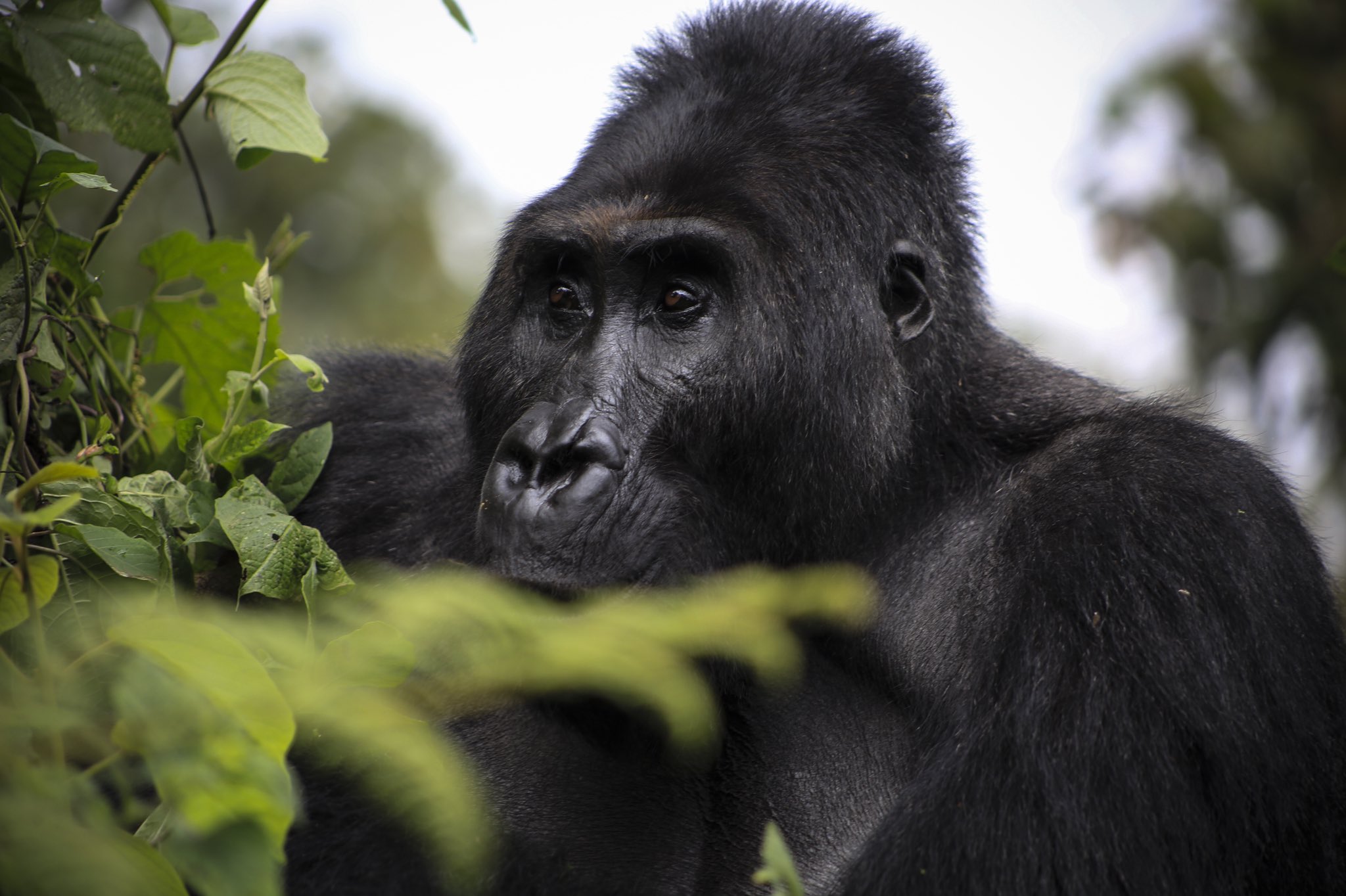 Silverback gorilla Bonane. Parc National de Kahuzi Biega à l’Est du Congo Photo crédit