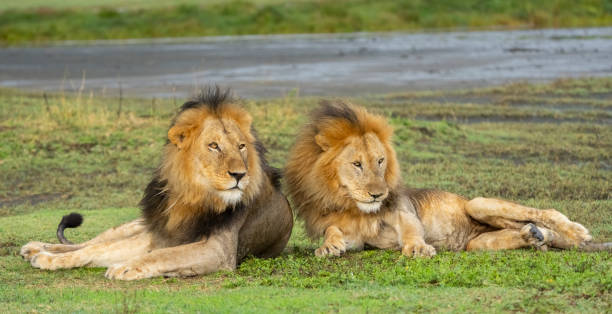 Deux lions mâles. Crédit tiers. (Panthera leo. Ndutu region of Ngorongoro Conservation Area, Tanzania, Africa).