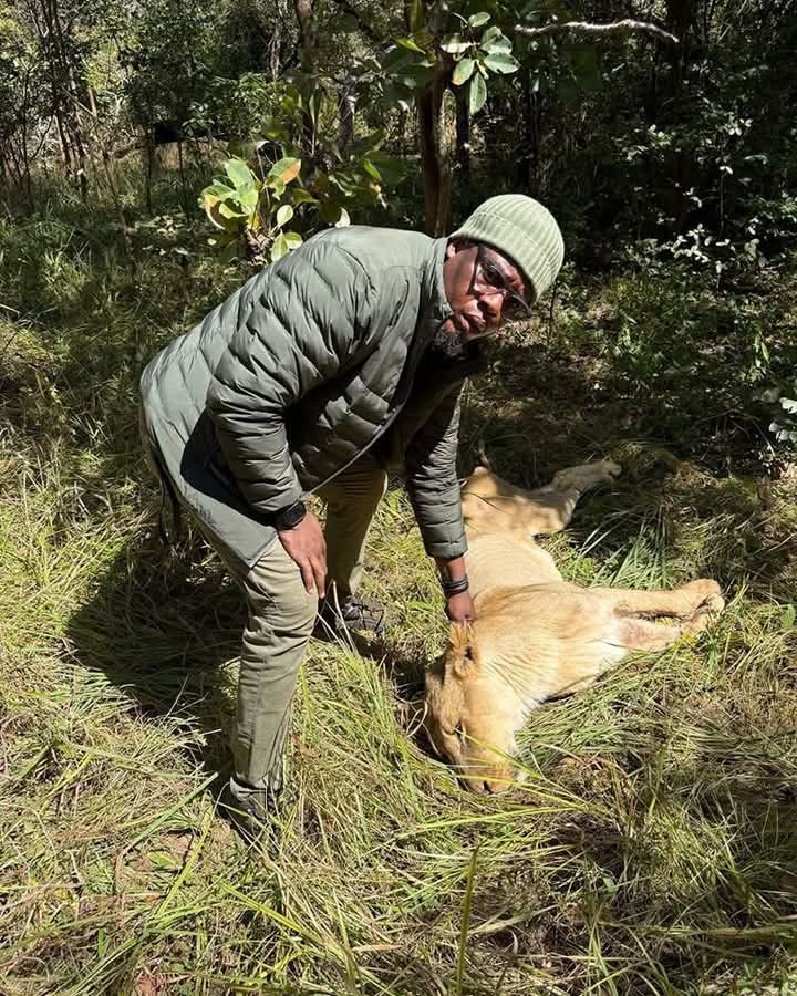 Dr Jean-Claude Binemo du Zoo de Lubumbashi en pleine opération d'immobilisation des lionnes en cavale à Lubumbashi le 25 mai 2025. Photo crédit tiers.