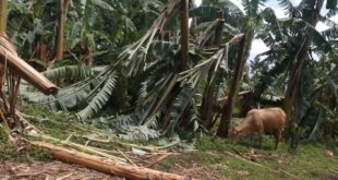 Minova : Buzi-Bulenga sous le choc, un vent violent ravage tout sur son passage